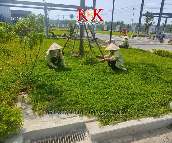 Thi công trồng cỏ thảm cho nhà máy