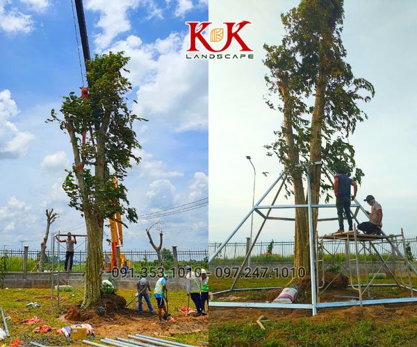 trồng cây xanh bóng mát cho nhà máy