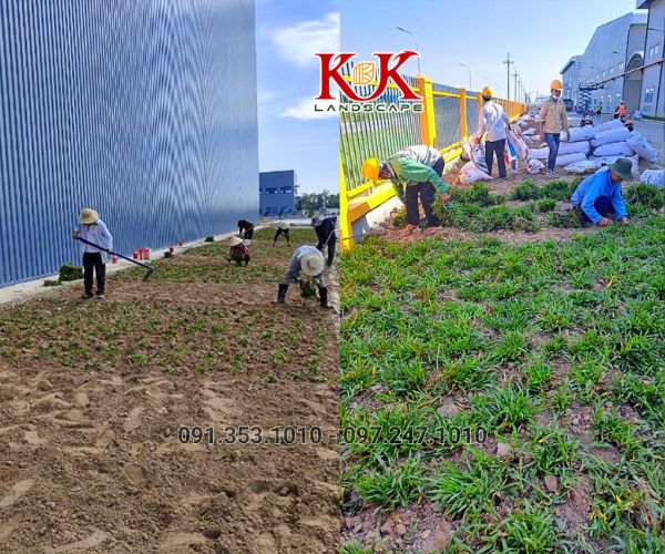 Thi công trồng cỏ thảm cho nhà máy