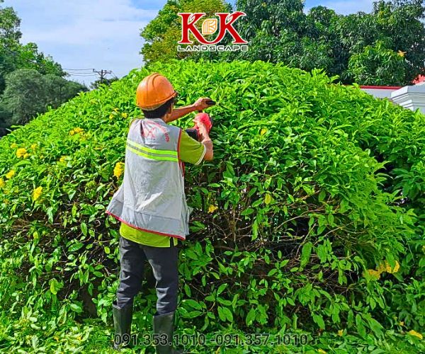 DỊCH VỤ CHĂM SÓC SÂN VƯỜN CHUYÊN NGHIỆP – GIỮ GÌN LINH HỒN CỦA KHÔNG GIAN XANH