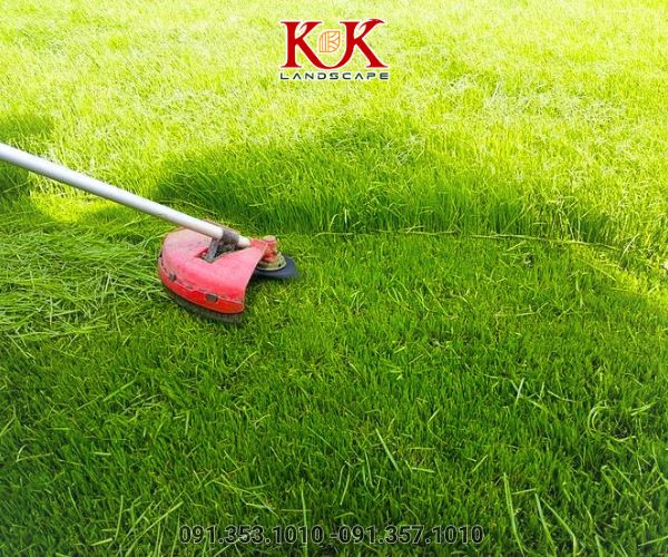 chăm sóc thảm cỏ
