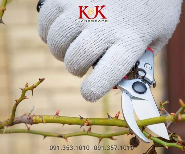 cắt tỉa cây xanh