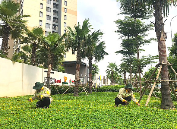 DỊCH VỤ CHĂM SÓC SÂN VƯỜN UY TÍN