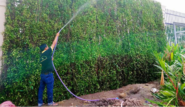 Dịch vụ chăm sóc cây cảnh sân vườn tại quận 7 tphcm