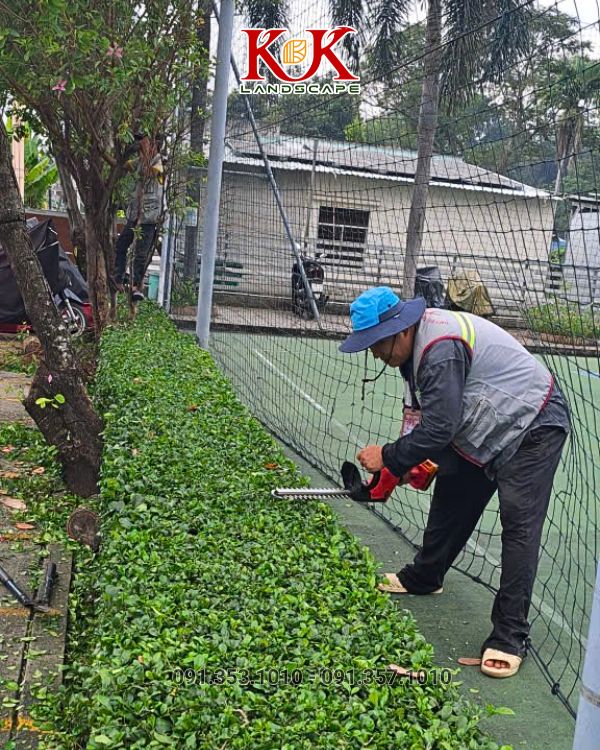 chăm sóc cây xanh