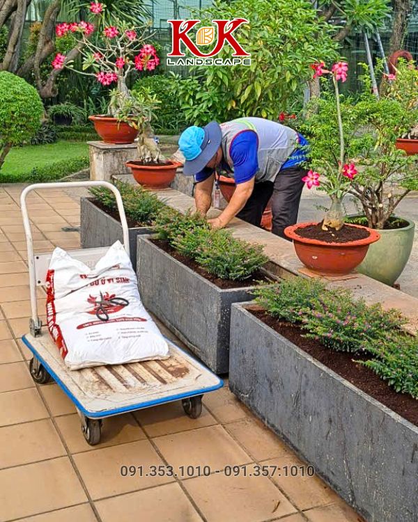 cây xanh cảnh quan