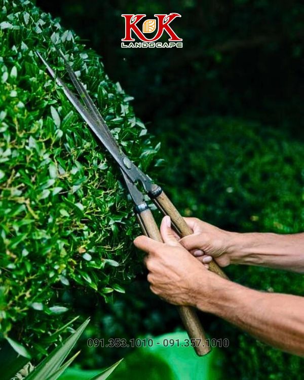 chăm sóc cây xanh