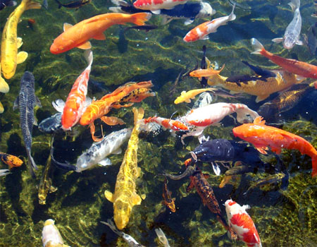 Thiết kế và thi công hồ cá koi